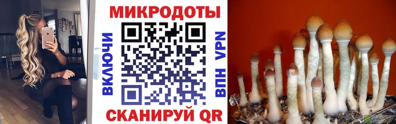 KRAKEN зеркало Великий Новгород Галлюциногенные грибы Psilocybe купить сайты